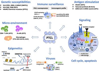 How molecular advances may improve the diagnosis and management of PTCL patients